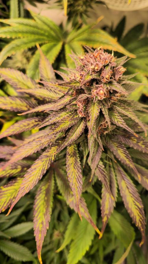 Strawberry Cola Sherbet. Week 13