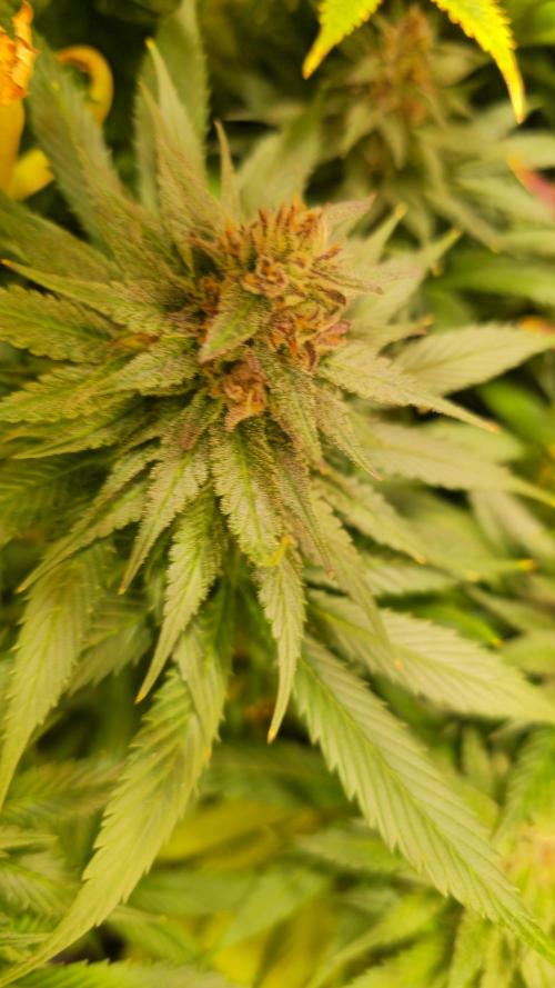 Strawberry Cola Sherbet. Week 13