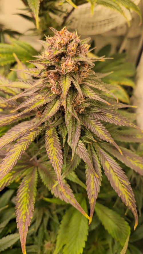 Strawberry Cola Sherbet. Week 13
