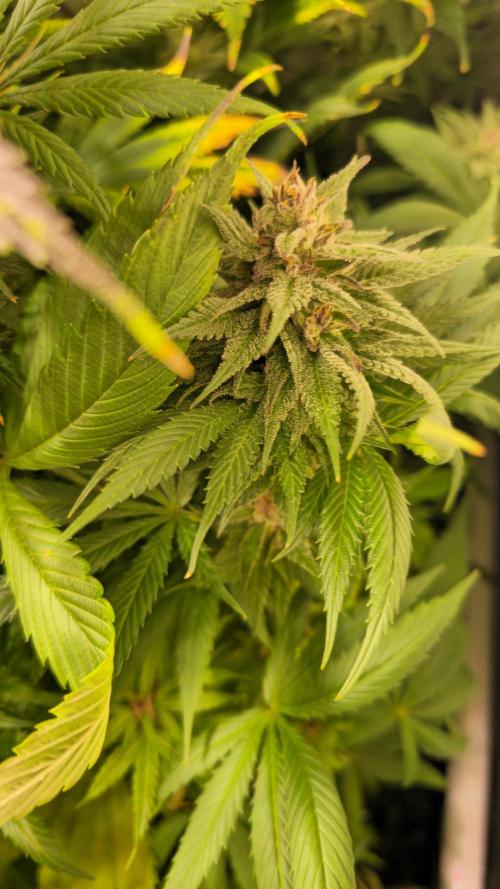 Strawberry Cola Sherbet. Week 13