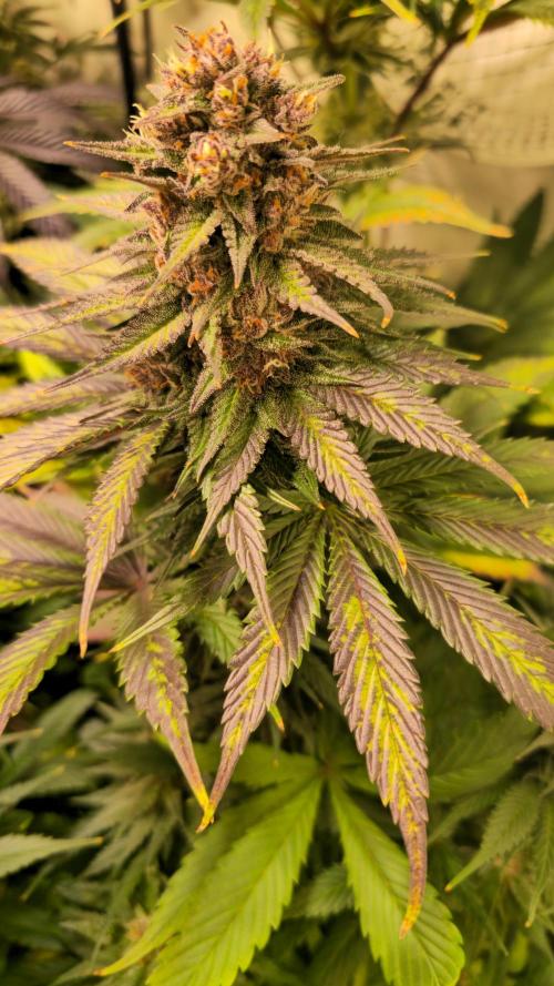 Strawberry Cola Sherbet. Week 13