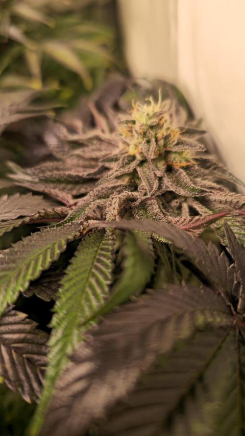 Guava Spritz. Week 13