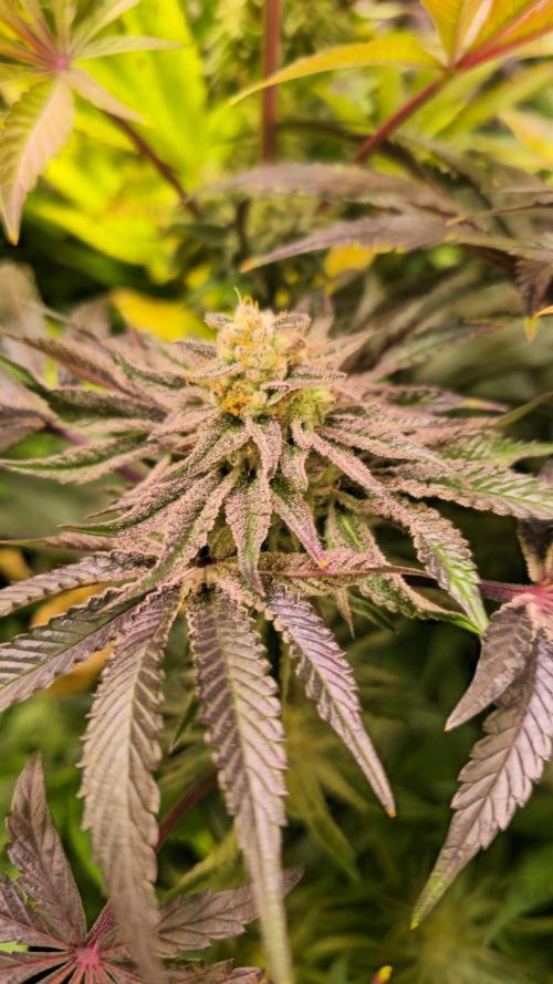 Guava Spritz. Week 13