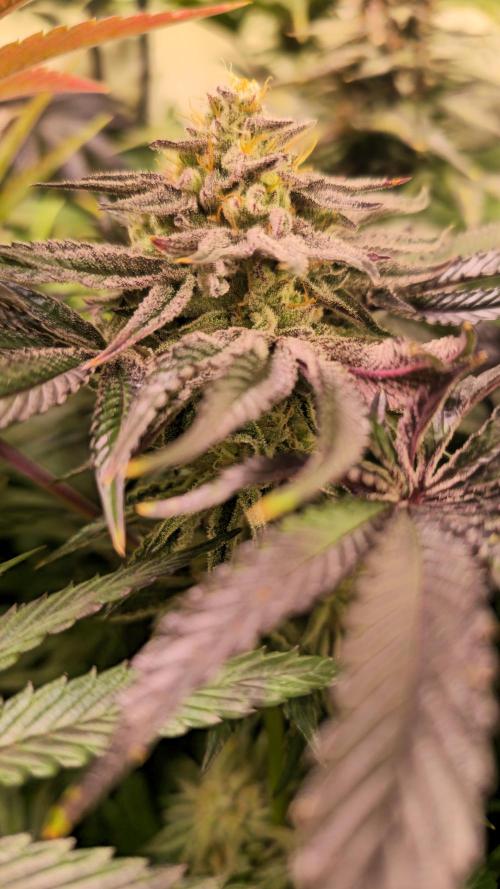 Guava Spritz. Week 13