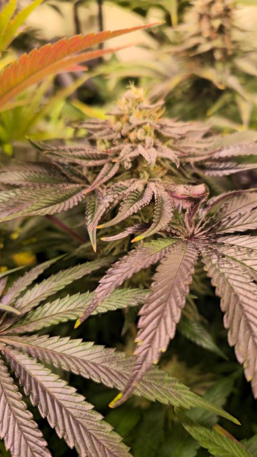 Guava Spritz. Week 13
