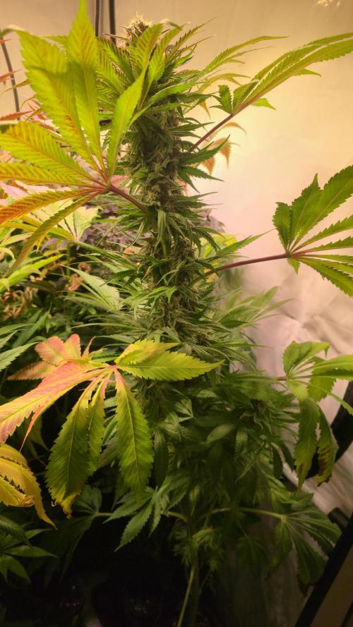 A.Moonrocks #3. Week 13