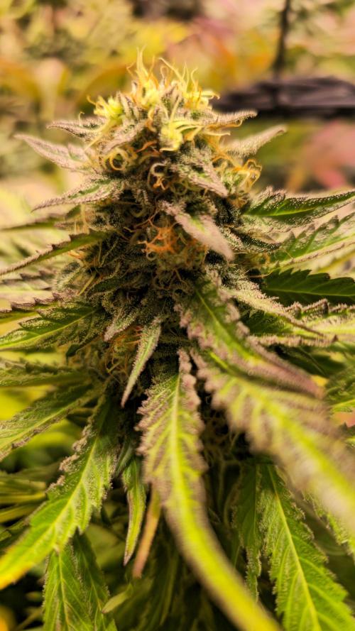 A.Moonrocks #3. Week 13