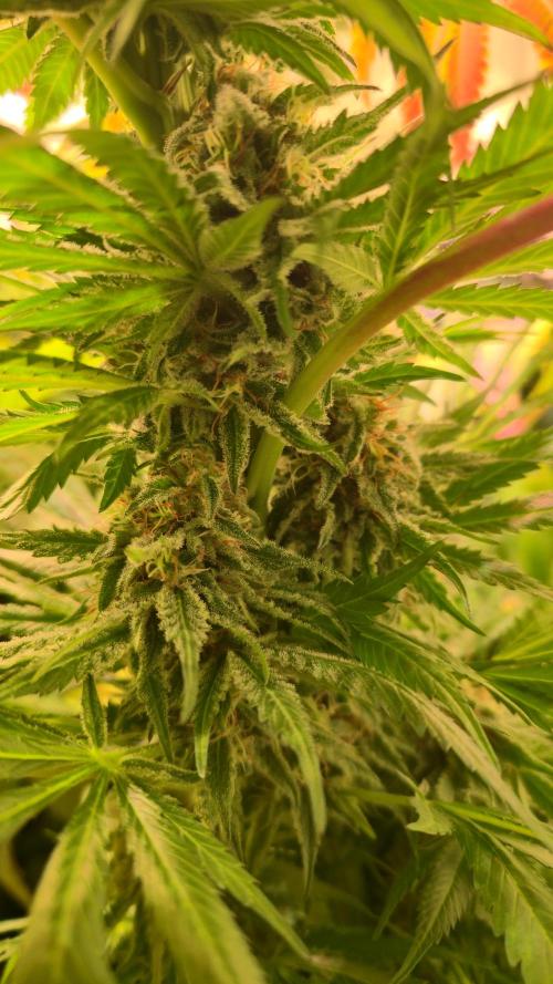 A.Moonrocks #3. Week 13