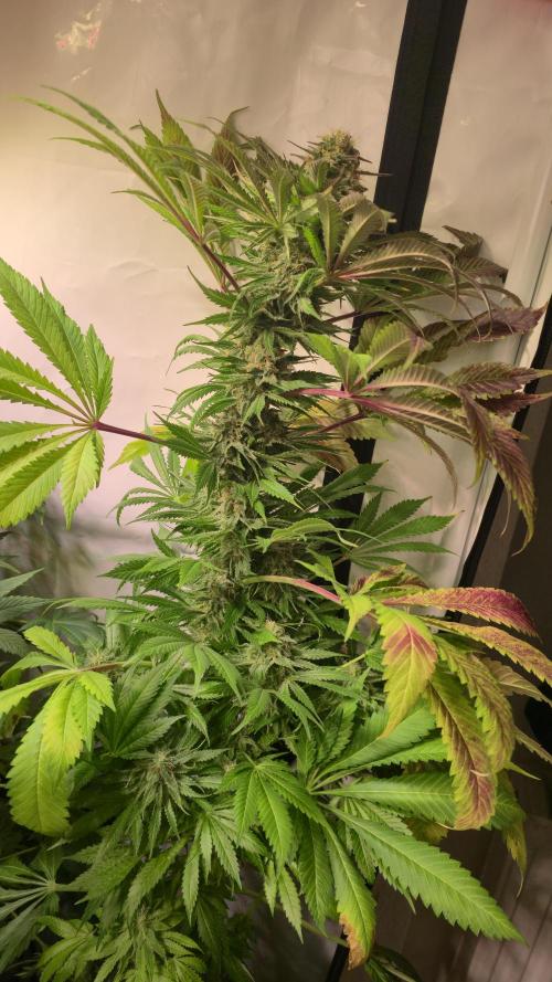 A.Moonrocks #3. Week 13