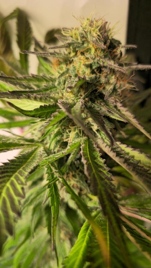 A.Moonrocks #3. Week 13