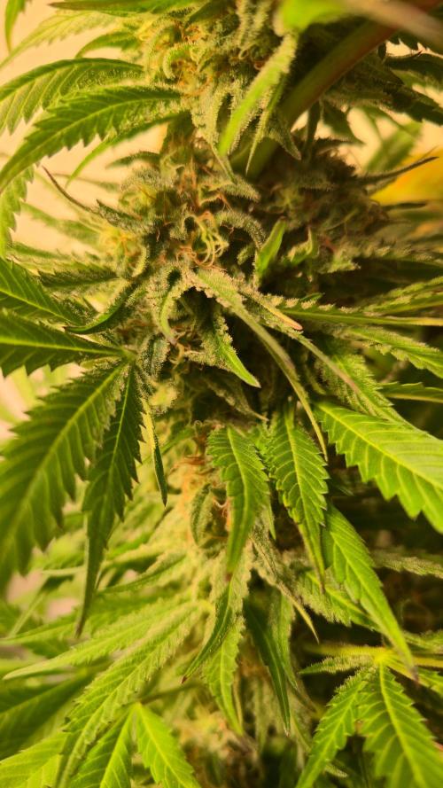 A.Moonrocks #3. Week 13