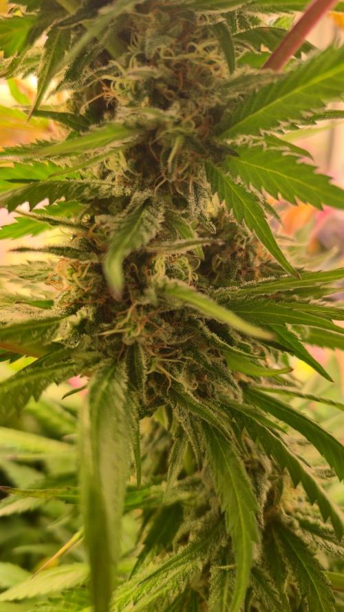 A.Moonrocks #3. Week 13