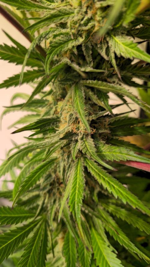 A.Moonrocks #3. Week 13