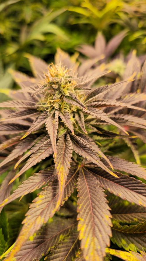 Mimosa Cherry Kush. Week 13