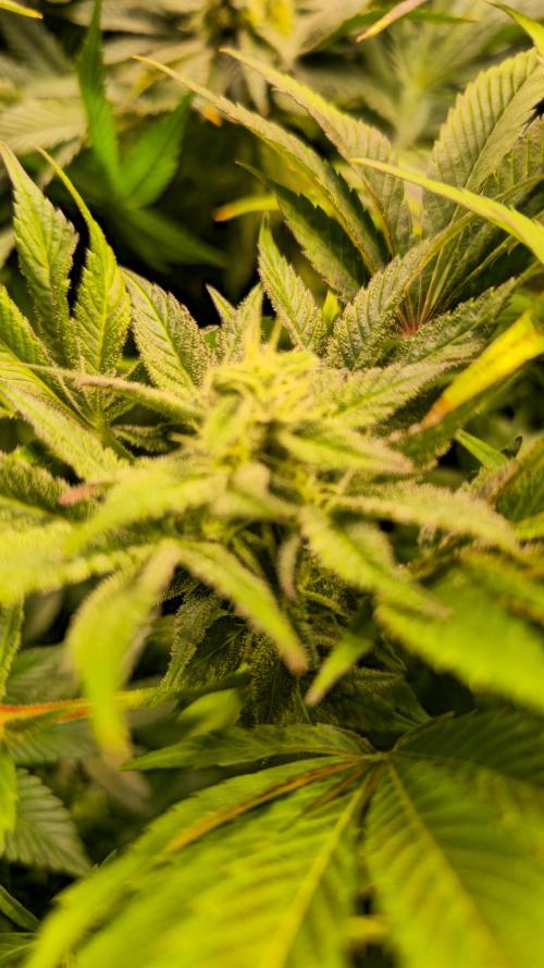 Mimosa Cherry Kush. Week 13