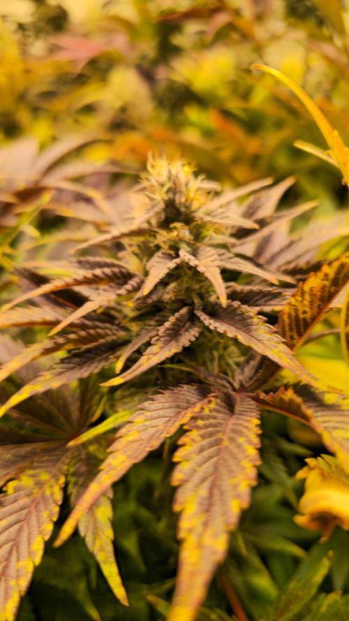 Mimosa Cherry Kush. Week 13