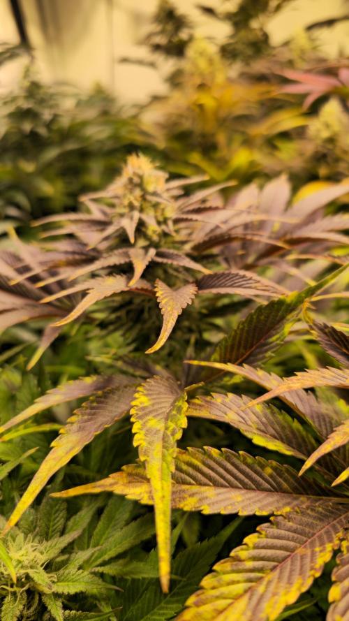 Mimosa Cherry Kush. Week 13