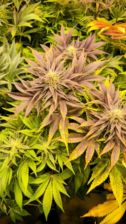 Mimosa Cherry Kush. Week 13