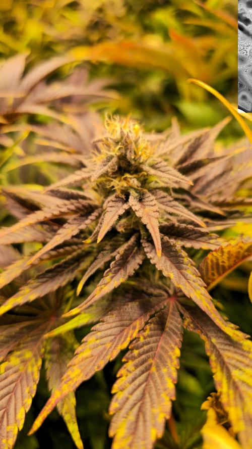 Mimosa Cherry Kush. Week 13
