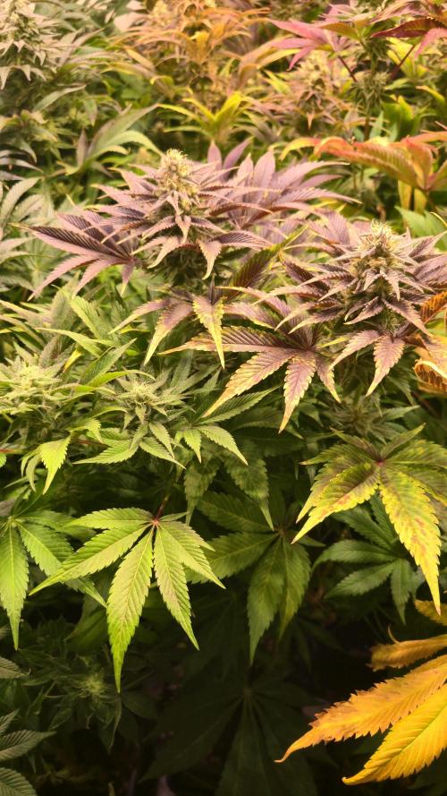 Mimosa Cherry Kush. Week 13