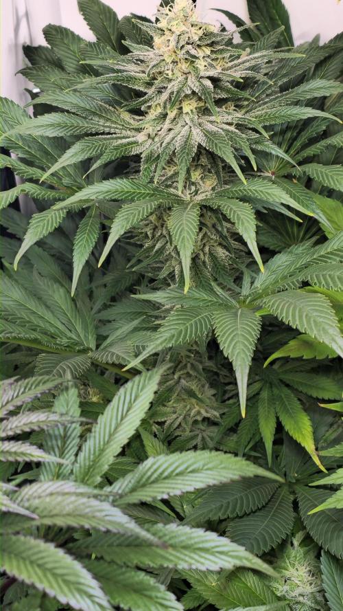 Biscotti Vanilla. Week 13