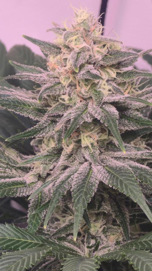 Biscotti Vanilla. Week 13