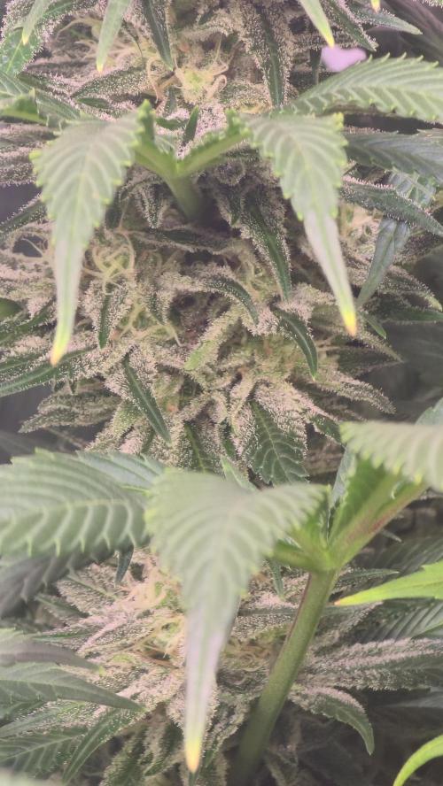 Biscotti Vanilla. Week 13