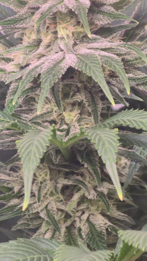 Biscotti Vanilla. Week 13