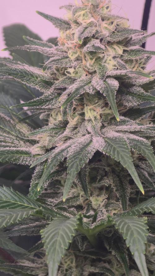 Biscotti Vanilla. Week 13