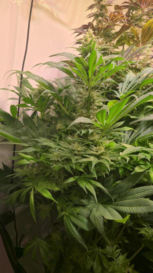 Biscotti Vanilla. Week 13