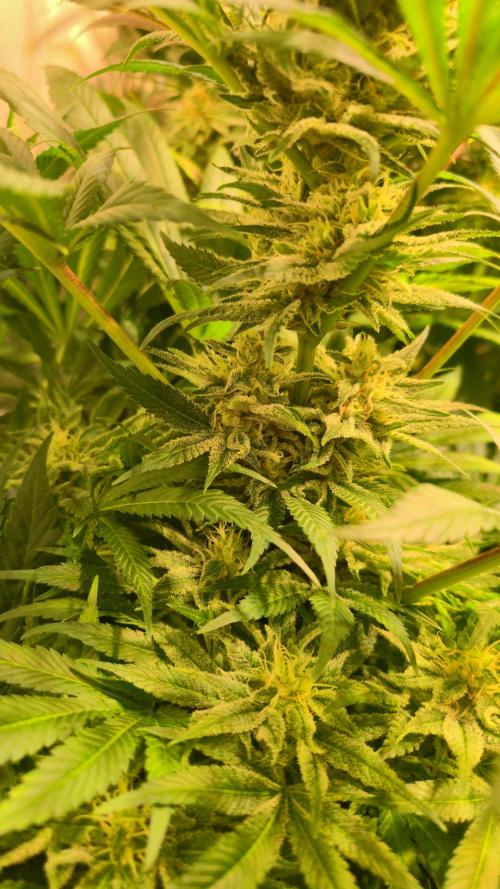 Biscotti Vanilla. Week 13