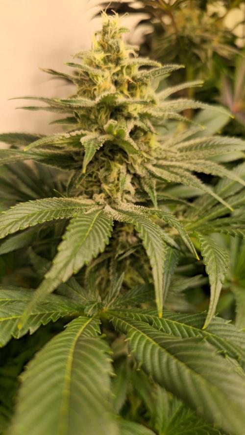 Biscotti Vanilla. Week 13