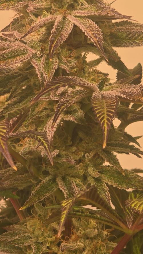 Fishy Zoap. Week 13