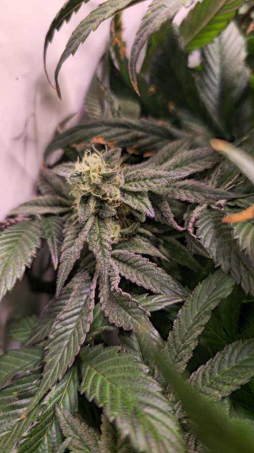 Drizle Pickle. Week 13