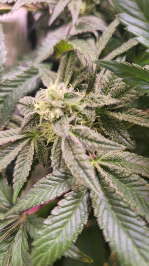 Drizle Pickle. Week 13