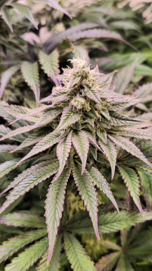 Barcelona Puff. Week 13