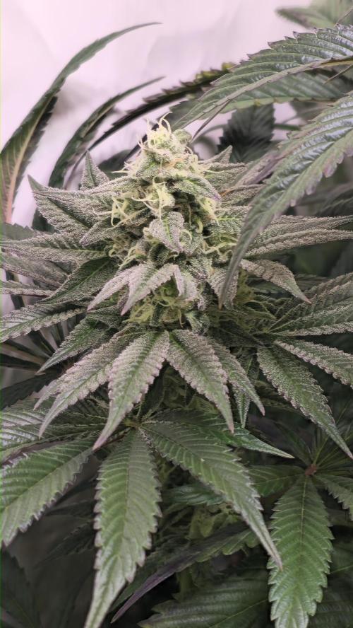 Barcelona Puff. Week 13