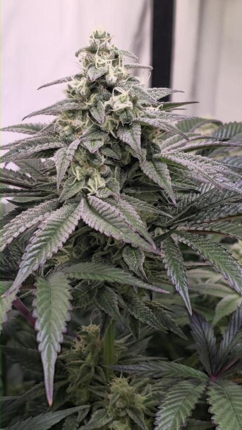 Barcelona Puff. Week 13