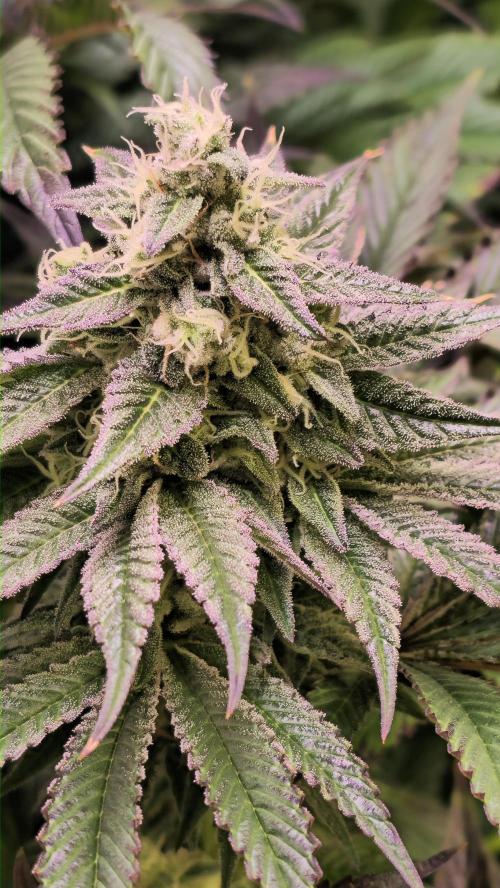 Barcelona Puff. Week 13