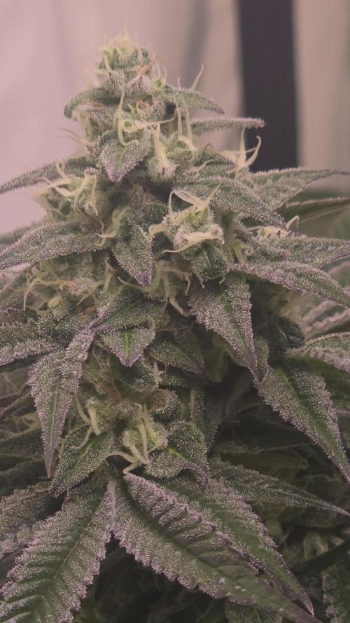Barcelona Puff. Week 13