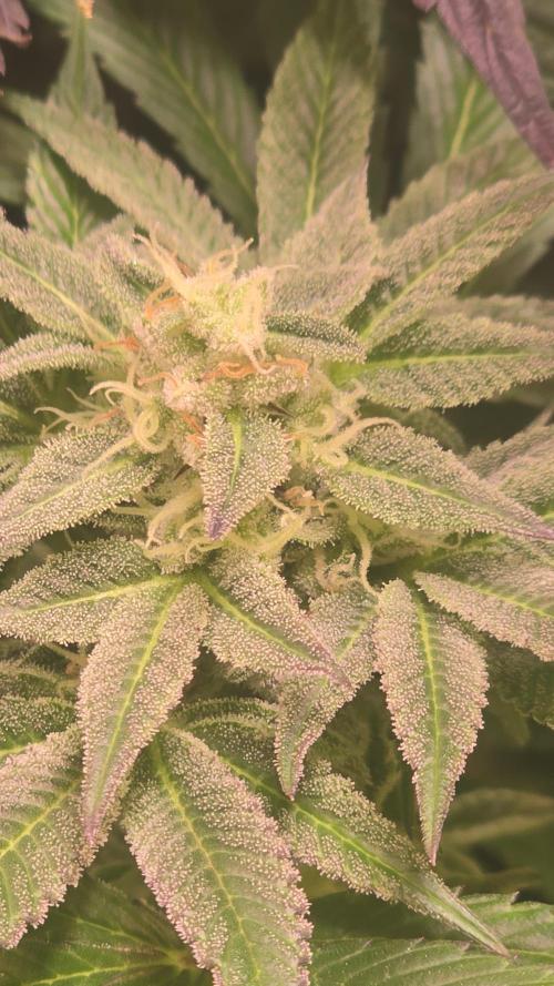 Barcelona Puff. Week 13