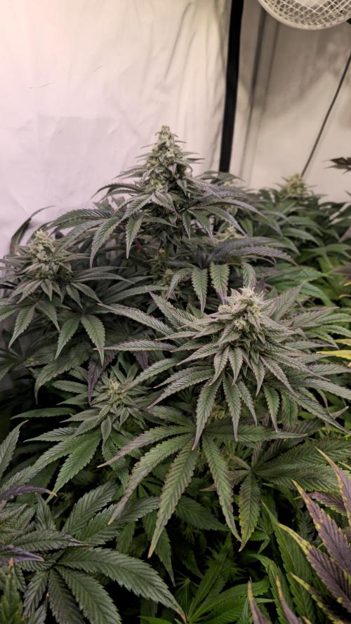 Barcelona Puff. Week 13