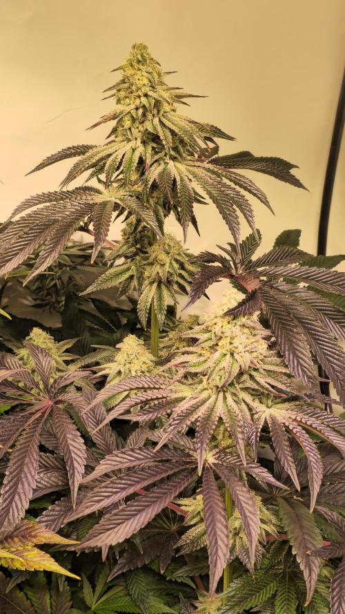 F.U.H. Week 13