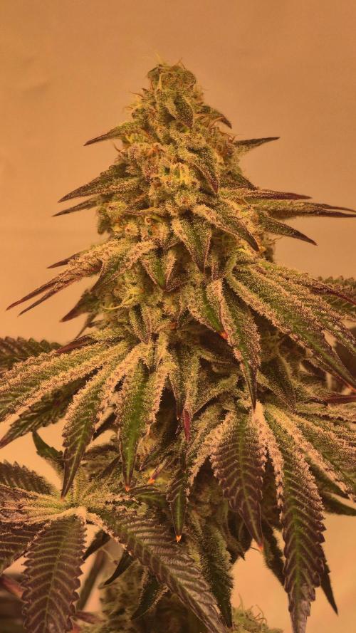 F.U.H. Week 13