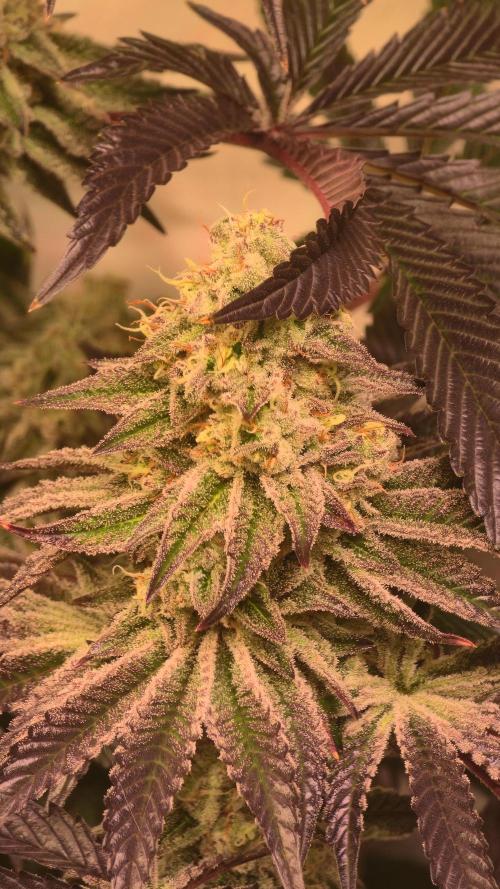 F.U.H. Week 13