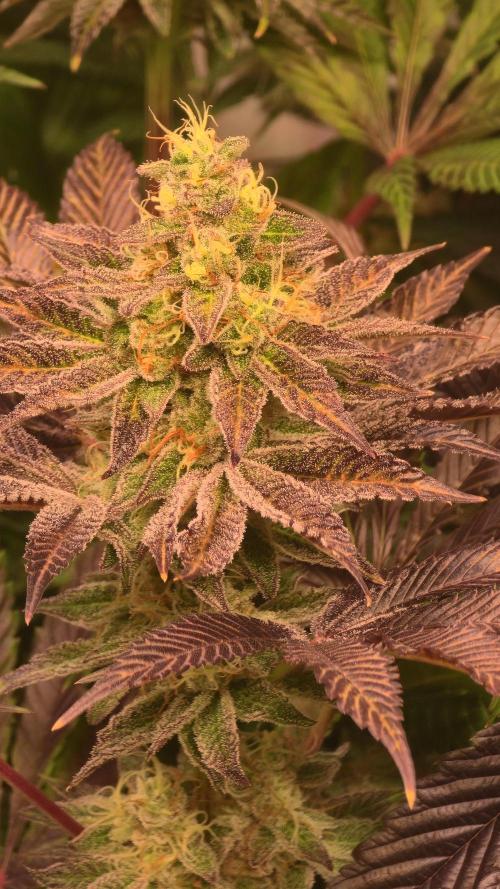F.U.H. Week 13
