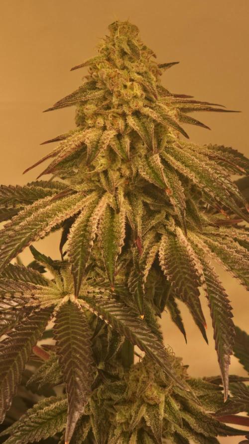 F.U.H. Week 13