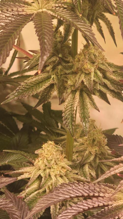 F.U.H. Week 13