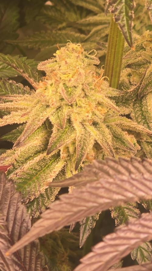 F.U.H. Week 13