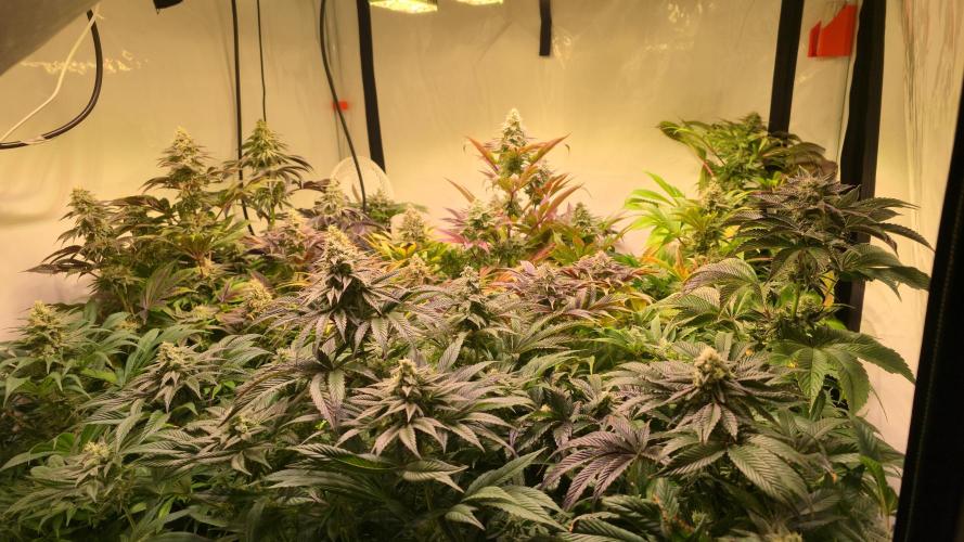 Fruit Cake. Week 13